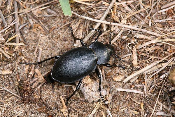Carabus hungaricus Hungarian ground beetle Carabus hungaricus Enfo