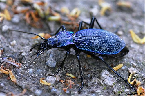 Carabus intricatus Carabus intricatus Blue ground beetle Carabus intricatus Flickr