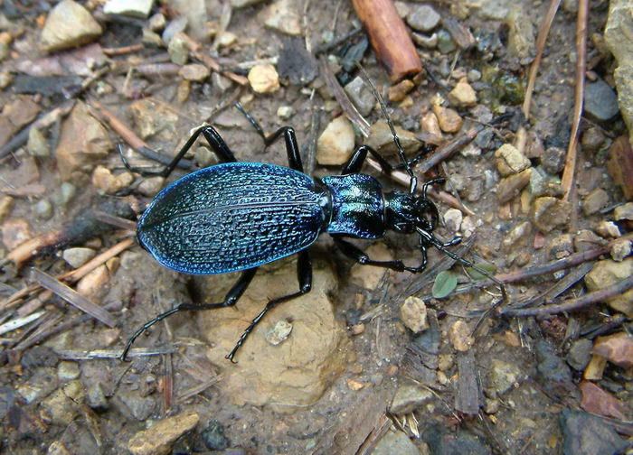 Carabus intricatus Image Carabus intricatus intricatus Blue Ground Beetle BioLibcz