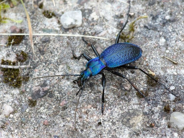 Carabus intricatus Image Carabus intricatus intricatus Blue Ground Beetle BioLibcz