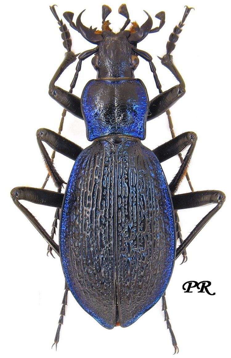 Carabus intricatus Carabus Chaetocarabus intricatus krueperi Reitter 1896 Carabidae