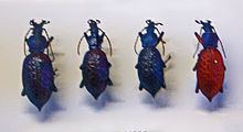 Carabus lafossei httpsuploadwikimediaorgwikipediacommonsthu