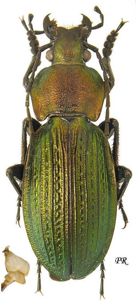 Carabus monilis Carabus Morphocarabus monilis Fabricius 1792 Carabidae