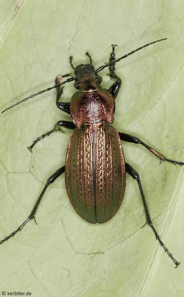 Carabus monilis Compare beetle photos Carabus granulatus Carabus cancellatus