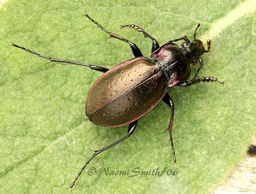 Carabus nemoralis Copper and Purple Beetle Carabus nemoralis BugGuideNet