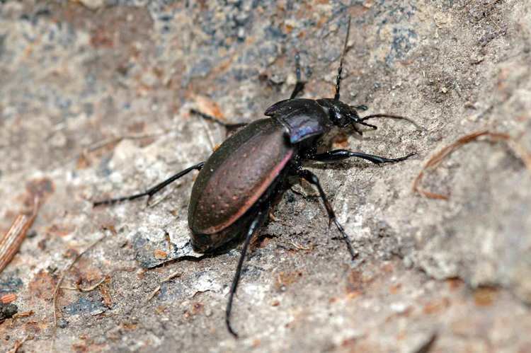 Carabus nemoralis Carabus nemoralis REDDISH VALE COUNTRY PARK