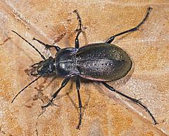 Carabus nemoralis httpsuploadwikimediaorgwikipediacommonsthu