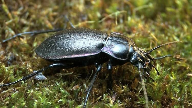 Carabus nemoralis Carabus nemoralis YouTube