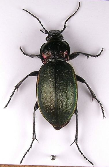 Carabus nemoralis Carabusnemoralis1jpg