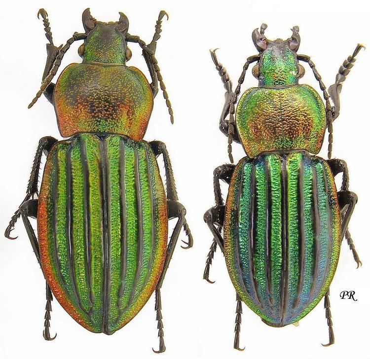 Carabus nitens Carabus Hemicarabus nitens Linne 1758 Carabidae