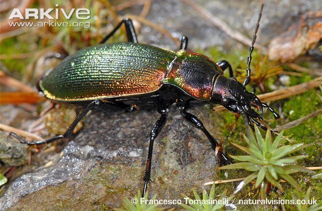 Carabus olympiae Carabid beetle videos photos and facts Carabus olympiae ARKive