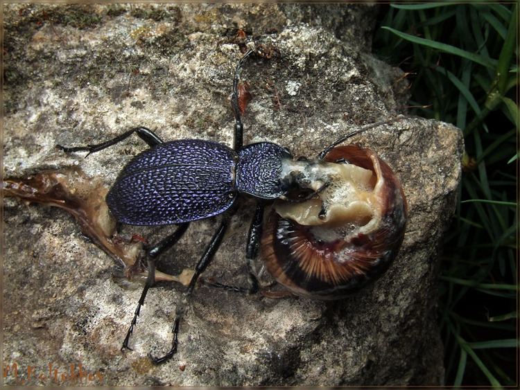 Carabus scabrosus tauricus Carabus scabrosus tauricus