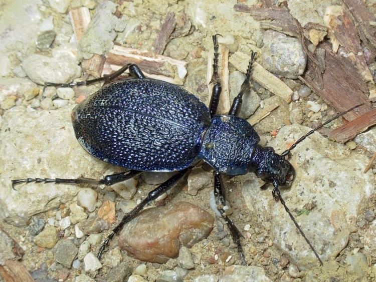 Carabus scabrosus tauricus Carabus scabrosus tauricus