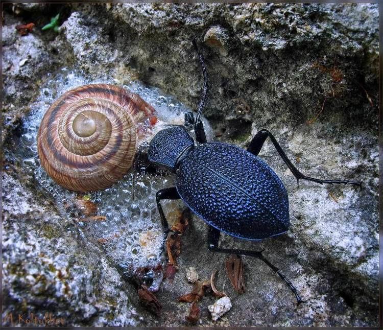 Carabus scabrosus tauricus 