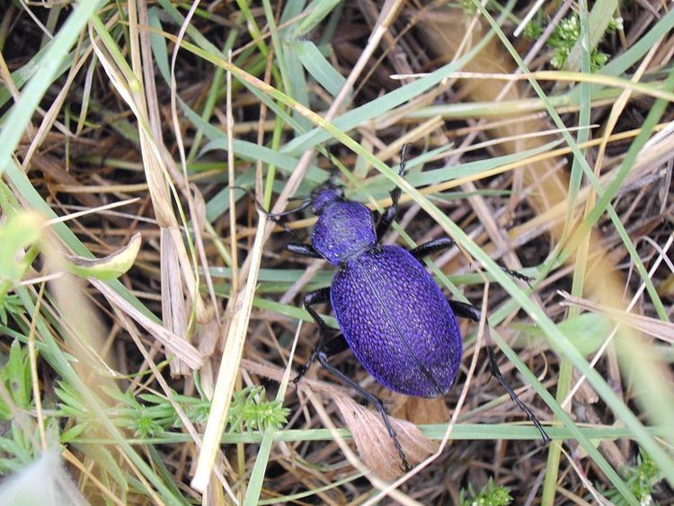 Carabus scabrosus tauricus Carabus scabrosus tauricus Wikipedia