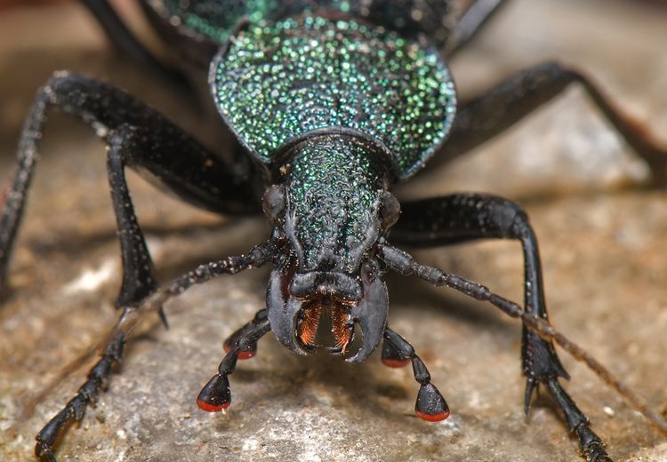 Carabus scabrosus tauricus Carabus scabrosus tauricus