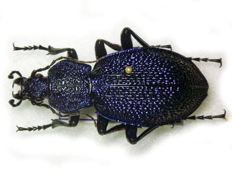 Carabus scabrosus tauricus Carabus scabrosus tauricus