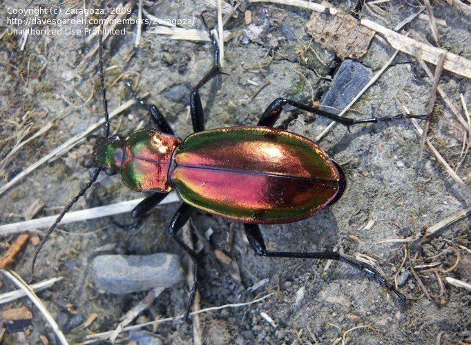 Carabus splendens Bug Pictures Splendid ground beetle Carabus splendens by Zaragoza