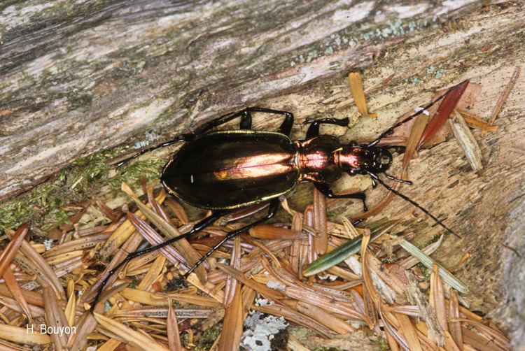 Carabus splendens Carabus splendens Olivier 1790 Carabe splendide Le Prsentation