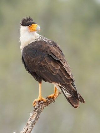 Caracara Crested Caracara Identification All About Birds Cornell Lab of