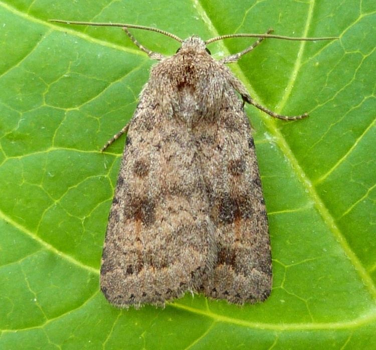 Caradrina morpheus Mottled Rustic Caradrina morpheus NatureSpot