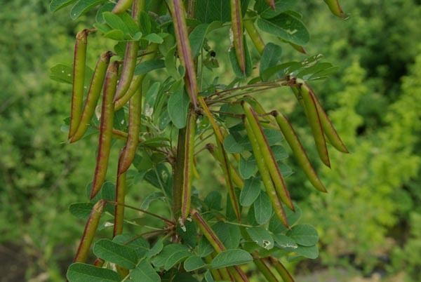 Caragana arborescens Caragana Arborescens Siberian Pea Shrub