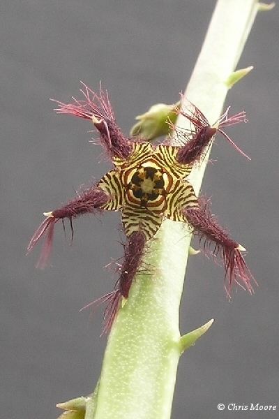 Caralluma adscendens Caralluma a f