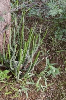 Caralluma adscendens Caralluma adscendens Useful Tropical Plants