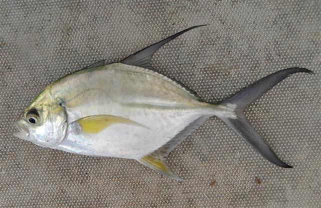 Carangidae Fish Identification