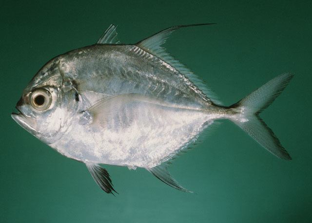 Carangoides Fish Identification