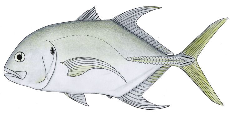 Caranx Longfin crevalle jack Wikipedia