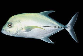 Caranx Caranx lugubris Black Trevally Discover Life