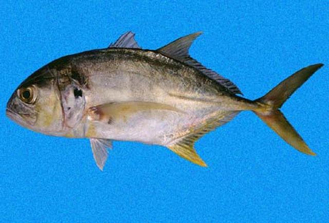 Caranx Fish Identification
