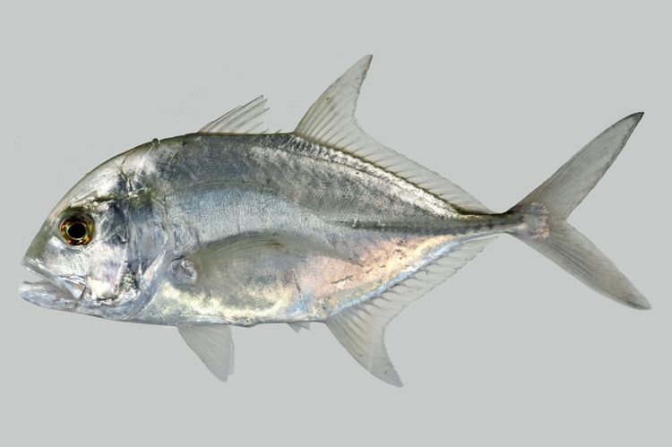 Caranx Caranx ignobilis