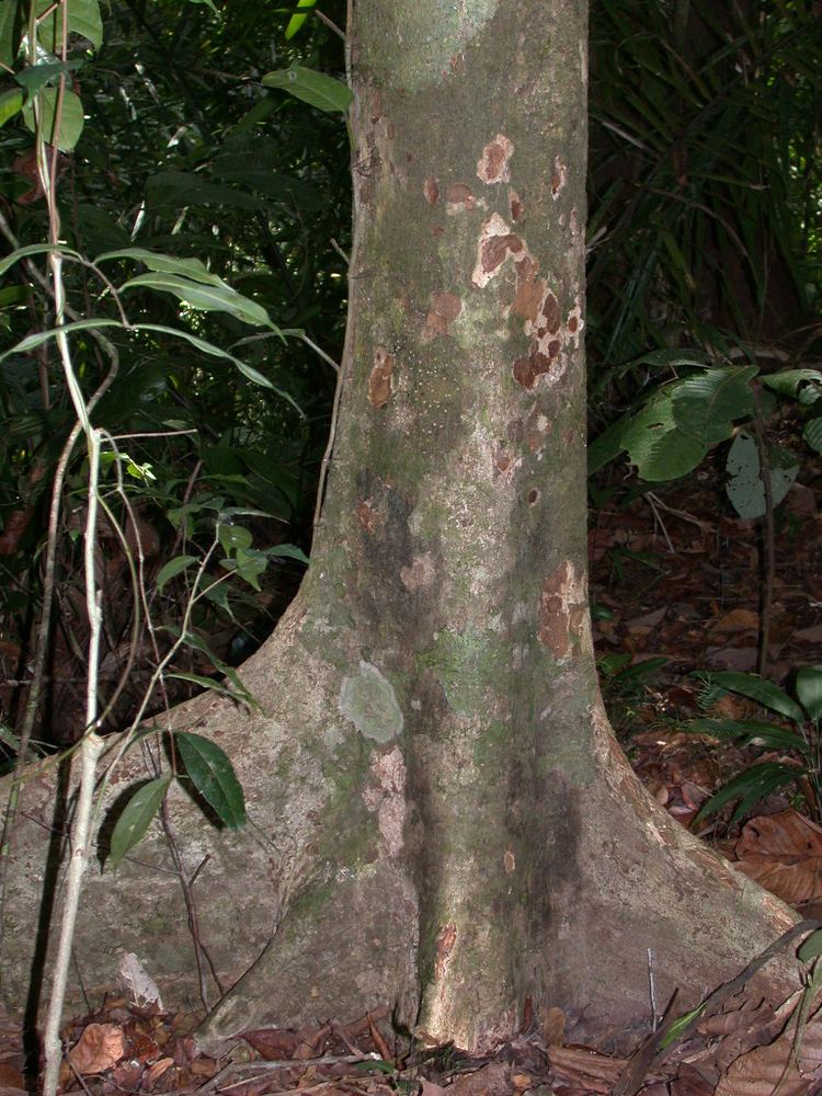 Carapa guianensis Smithsonian Tropical Research InstituteCarapa guianensis