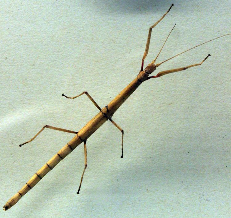 Carausius morosus Week in Geek Walking stick edition MSNBC