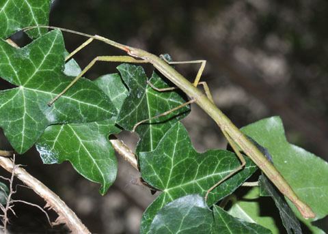 Carausius morosus Indian Stick Insect Carausius morosus Carausius morosus