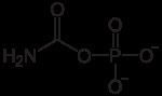 Carbamoyl phosphate httpsuploadwikimediaorgwikipediacommonsthu