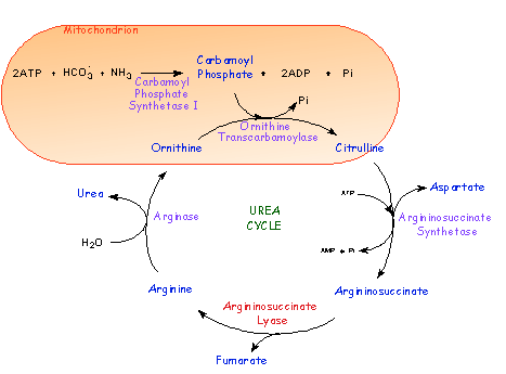 Carbamoyl phosphate Carbamoyl Phosphate Synthase I