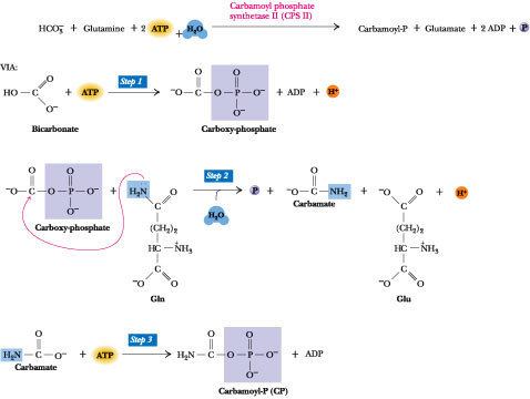 Carbamoyl phosphate synthetase Chapter 27