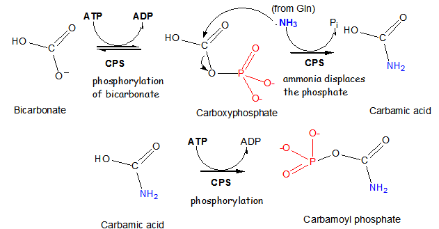 Carbamoyl phosphate synthetase 4png