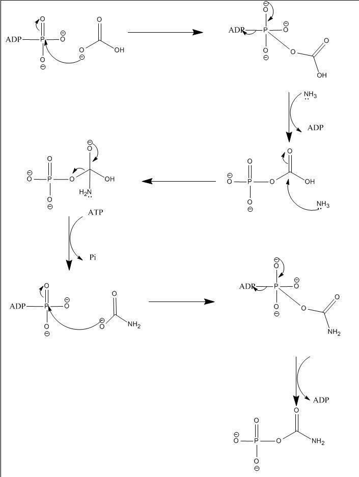 Carbamoyl phosphate synthetase Carbamoyl phosphate synthetase I Wikipedia