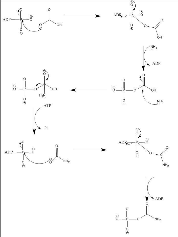 Carbamoyl phosphate synthetase I
