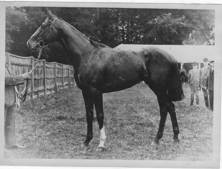 Carbine (horse) Carbine THE VAULT Horse racing past and present