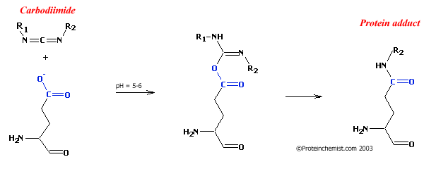 Carbodiimide Carbodiimide Modification of Proteins