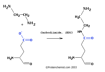 Carbodiimide Carbodiimide Modification of Proteins