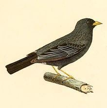 Carbonated sierra finch httpsuploadwikimediaorgwikipediacommonsthu