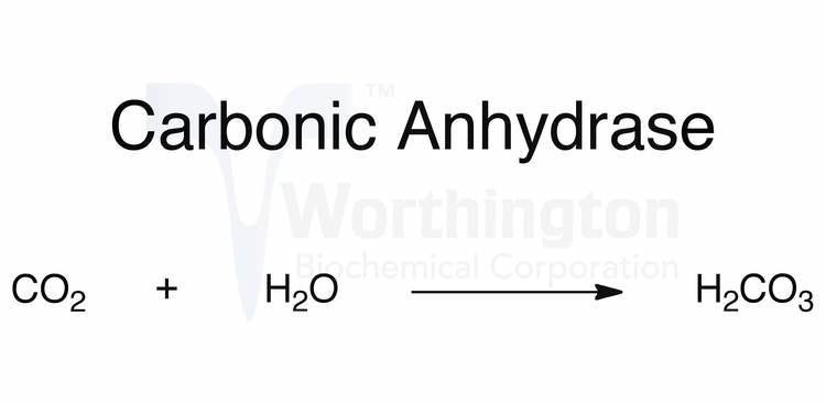 Carbonic anhydrase Carbonic Anhydrase Worthington Enzyme Manual