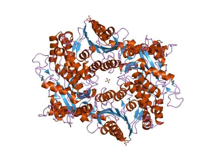 Carboxyl transferase domain