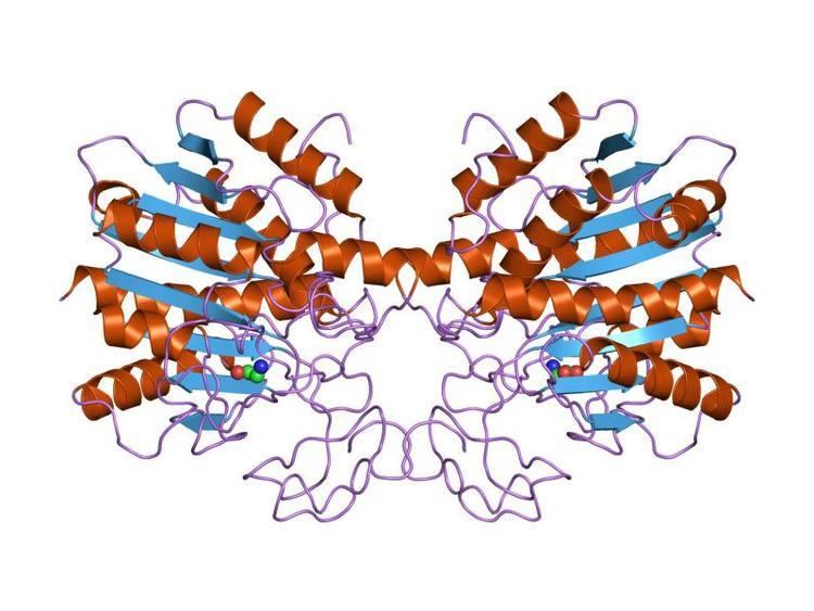 Carboxypeptidase A inhibitor